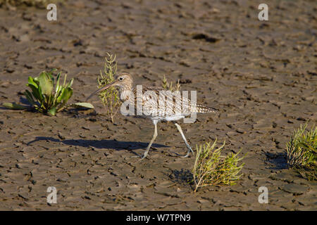 Brachvögel (Numenius arquata) Wandern auf saltmarsh, Norfolk, Großbritannien, Oktober. Stockfoto