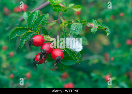 Heckenrose (Rosa Canina) Hüften und Feder in der Hecke, East Anglia, Großbritannien, September. Stockfoto