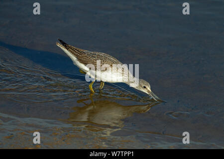 Greenshank (Tringa nebularia) Ernährung im flachen Wasser, Titchwell finden, Norfolk, Großbritannien, Oktober. Stockfoto