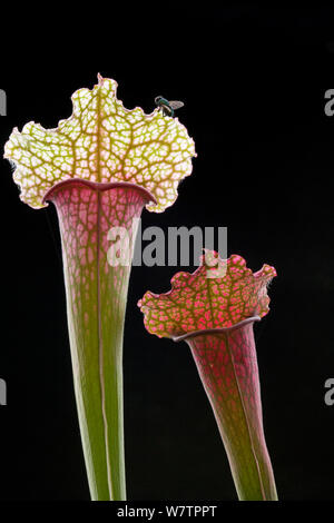 Northern Kannenpflanze (Sarracenia purpurea) mit Fliege auf die Felge. Stockfoto