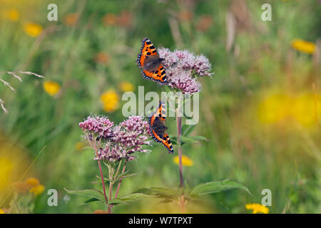 *** Zwei kleine Fuchs Schmetterlinge (Nymphalis urticae) auf Hanf agrimony (Eupatorium cannabinum) UK, August. Stockfoto