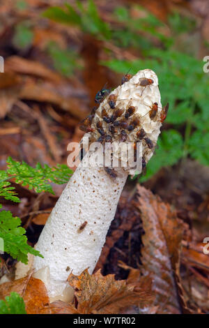 Exemplar des Gemeinen Stinkmorchels (Phallus impudicus) mit Fliegen angezogen zu Tipp, Norfolk, Großbritannien, Oktober. Stockfoto