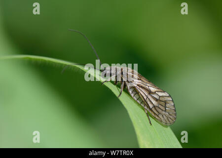 Erle fliegen (Sialis sp.) ruht auf einem See gras Blade, Wiltshire, UK, Mai. Stockfoto