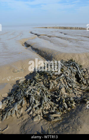 Blase Rack (Fucus vesiculosus) Wachsende am Wattenmeer auf den Severn Estuary, Somerset, UK, September. Stockfoto