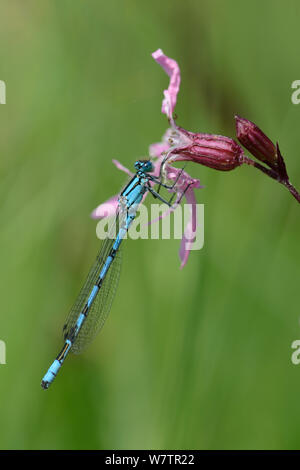 Gemeinsame blau damselfly (Enallagma cyathigerum) ruht auf Ragged robin Blume (Silene flos-cuculi), Wiltshire, UK, Juni. Stockfoto