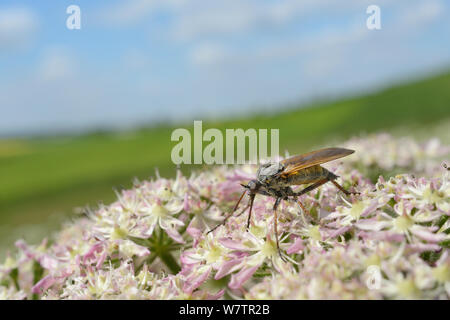 Tanz fliegen (Empis tessellata) Fütterung auf Gemeinsame scharfkraut Blumen (Heracleum sphondylium), Wiltshire weiden, Marlborough Downs, UK, Juni. Stockfoto