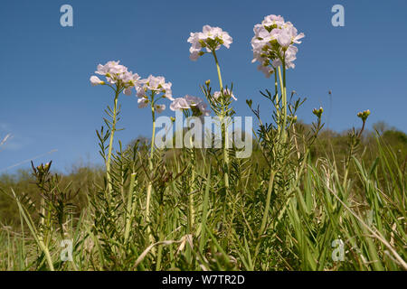 Low Angle View ein Klumpen von Wiesenschaumkraut/Lady's smock (Cardamine pratensis) Blühende in einer feuchten Wiese, Wiltshire, UK, Mai. Stockfoto