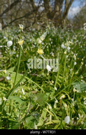 Paar kleinblütige Lauch (Allium paradoxum) ein höchst invasiven asiatischen Arten, die nativen Frühling Pflanzen in Großbritannien verdrängt, wächst in dichten Teppichen, Marlborough Downs woodland, Wiltshire, UK, April. Stockfoto