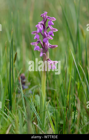 Grün - Orchid winged (Orchis/Anacamptis Morio) Blühende in einem traditionellen Wiese, Wiltshire UK, Mai. Stockfoto