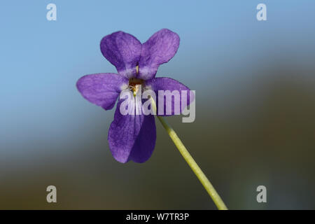 Haarige Veilchen (Viola hirta) Blüte in Kreide Grünland Wiese, Wiltshire, UK, April. Stockfoto