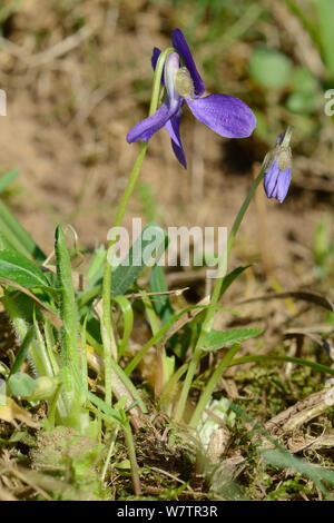 Haarige Veilchen (Viola hirta) Blüte und flowerbud in Kreide Grünland Wiese, Wiltshire, UK, April. Stockfoto