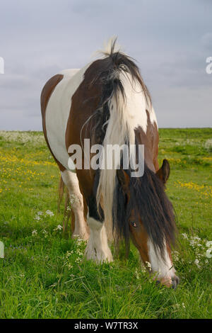 Piebald Irish Gypsy Cob Stute (Equus caballus) Beweidung grobe Weideland am Hackpen Hill, The Ridgeway, Winterbourne Basset, Marlborough Downs, Wiltshire, UK, Juni. Stockfoto