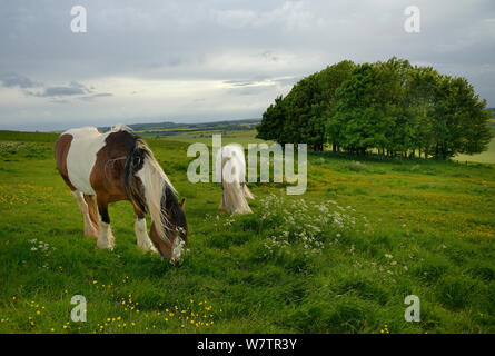 Irish Gypsy Cob (Equus caballus) graue Hengst und piebald mare Beweidung auf die rauhe Weideland am Hackpen Hill mit einem Klumpen aus Buche (Fagus sylvaticus) im Hintergrund, der Höhenweg, Winterbourne Basset, Marlborough Downs, Wiltshire, UK, Juni. Stockfoto