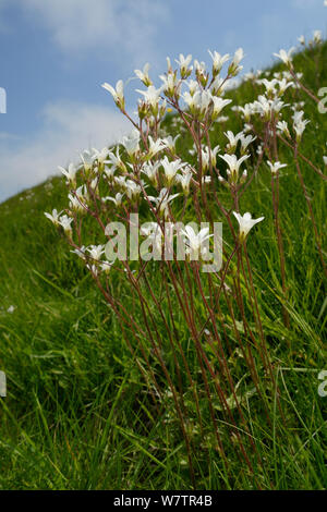 Wiese Steinbrech (Saxifraga granulata) Klumpen blühen auf Kreide Grünland Hang, Barbury Castle, Marlborough Downs, Wiltshire, UK, Juni. Stockfoto