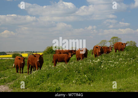 Herde von Red Ruby Devon Rinder (Bos taurus) stehen in der rauhen Weiden unter einem Stand von Kuh Petersilie (Anthriscus sylvestris) auf dem Höhenweg, Berwick Bassett, Marlborough Downs, Wiltshire, UK, Juni. Stockfoto