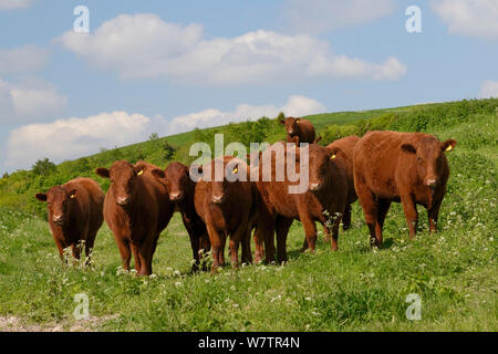 Herde von Red Ruby Devon Rinder (Bos taurus) stehen in der rauhen Weiden unter einem Stand von Kuh Petersilie (Anthriscus sylvestris) auf dem Höhenweg, Berwick Bassett, Marlborough Downs, Wiltshire, UK, Juni. Stockfoto