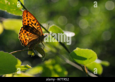 Männliche Silber - fritillary gewaschen Schmetterling (Ceriagrion tenellum) Sonnen in dappled Licht am Waldrand, Wiltshire, Großbritannien, Juli. Stockfoto