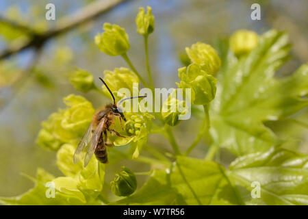 Einsame Bergbau Biene (Andrena bicolor) Ernährung auf einem Spitzahorn (Acer negundo), Wiltshire, UK, Mai. Stockfoto