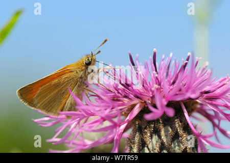 Kleine skipper Schmetterling (Thymelicus sylvestris) Fütterung auf größere Flockenblume Blume (Centaurea scabiosa) in einer Kreide Grünland Wiese, Wiltshire, UK, Juli. Stockfoto