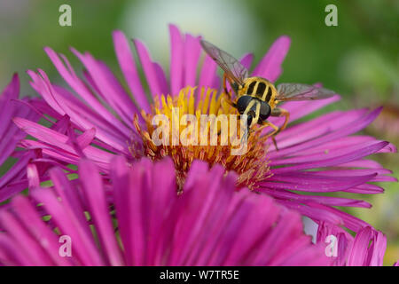 Kopf auf die Ansicht einer Sunfly (Helophilus pendulus) Fütterung auf auf Rosa Aster (Aster novae-angliae) in einem Garten von Wiltshire, UK, September. Stockfoto