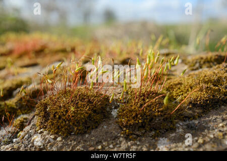 Low Angle View der Kapillare Gewinde - Moss (Bryum capillare) Kissen mit Reifung spore Kapseln wächst an einem strassenrand Boulder, Wiltshire, UK, April. Stockfoto