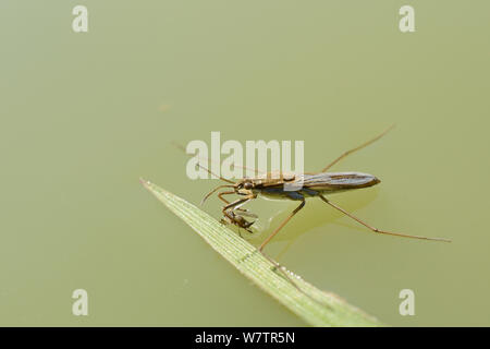 Teich skater/Wasser Wasserläufer (gerris Lacustris) mit blattlaus Beute auf einem Teich Oberfläche, Wiltshire, UK, Mai. Stockfoto