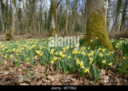 Teppich der wilden Narzissen/Fastenzeit Lilien (Narcissus pseudonarcissus) Blüte im Coppiced woodland, untere Holz, Gloucestershire, UK, März. Stockfoto