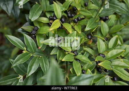 Sarcococca hoockeriana mit balck Obst Stockfoto