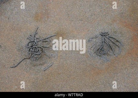 Wattwurm (Arenicola marina) wirft auf einem Strand, Shetlandinseln, Schottland, UK, November. Stockfoto