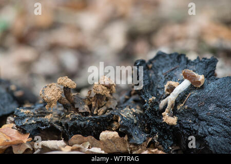 Pulverförmige piggyback Fliegenpilz (Asterophora lycoperdoides) parasitizing eine verwesende Psathyrella Pilze, Surrey, England, UK, September. Stockfoto