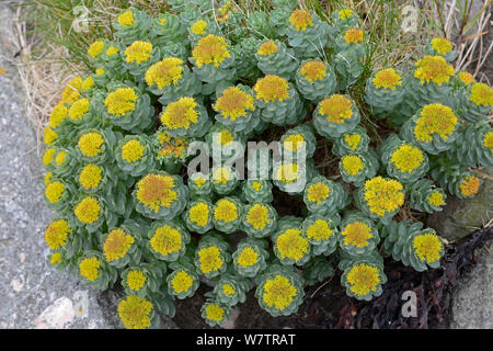 Rose root (Rhodiola rosea) in Blume, Shetlandinseln, Schottland, UK, Mai. Stockfoto