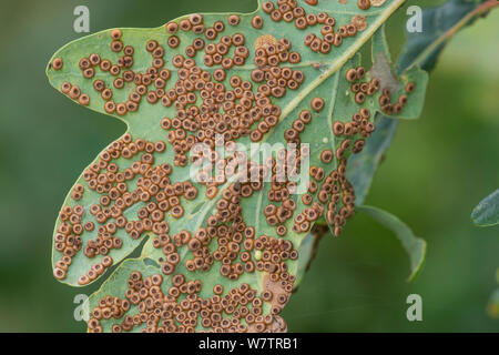 Seide Taste spangle Galle auf einem englischen Eiche (Quercus robur) Blatt durch eine abschürfung Wasp (Neuroterus numismalis), Surrey, England, UK, September verursacht. Stockfoto