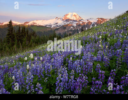 Felder von Lupinen (Lupinus) in Blüte im Frühjahr, mit einem Blick auf den Mount Baker. Blick vom Skyline trail Teilen, Kaskaden. Washington, USA, August 2013. Stockfoto