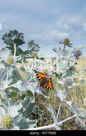 Schmetterling kleiner Fuchs (Nymphalis urticae) Fütterung auf Sea Holly Blumen (Eryngium maritimum) auf Dünen, North Norfolk, England, August. Stockfoto