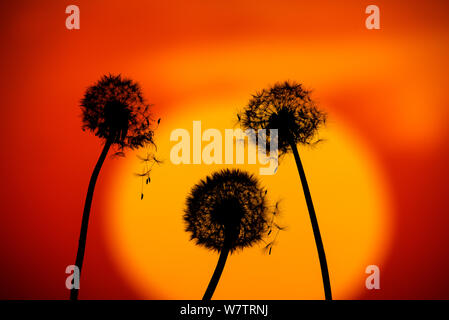 Gemeinsame Löwenzahn (Taraxacum officinale) Samen Köpfe gegen Sonnenuntergang, Norfolk, England, Großbritannien, Oktober. Stockfoto