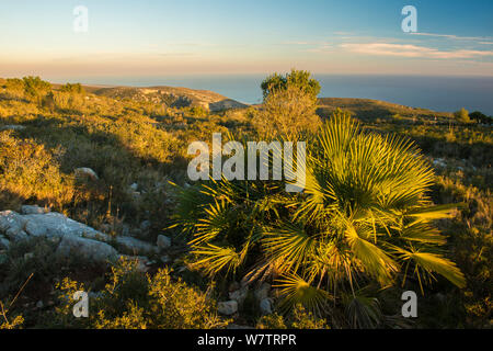 Europäische Zwergpalme (Chamaerops humilis) und Landschaft bei Sonnenuntergang Naturpark Garraf, Barcelona, Katalonien, Spanien, Februar 2013. Stockfoto