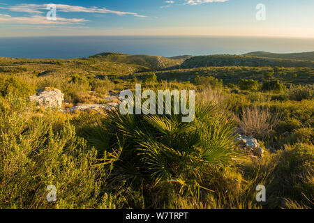 Europäische Zwergpalme (Chamaerops humilis) und Landschaft bei Sonnenuntergang Naturpark Garraf, Barcelona, Katalonien, Spanien, Februar 2013. Stockfoto