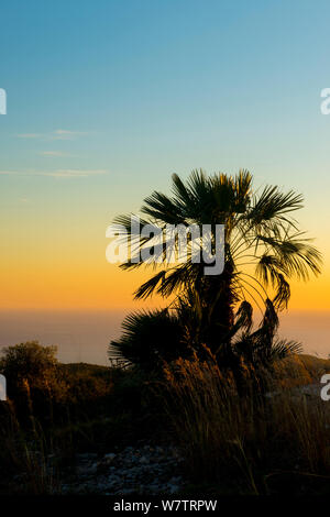 Europäische Zwergpalme (Chamaerops humilis) bei Sonnenuntergang Silhouette, Naturpark Garraf, Barcelona, Katalonien, Spanien, Februar. Stockfoto