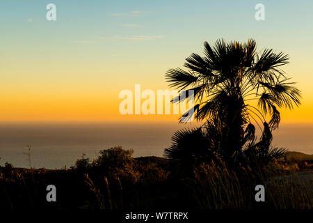 Europäische Zwergpalme (Chamaerops humilis) bei Sonnenuntergang Silhouette, Naturpark Garraf, Barcelona, Katalonien, Spanien, Februar. Stockfoto