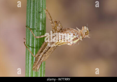 Große rote damselfly (Pyrrhosoma nymphula) Schwellenländer, Europa, Mai. Sequenz Bild 1 von 5. Stockfoto