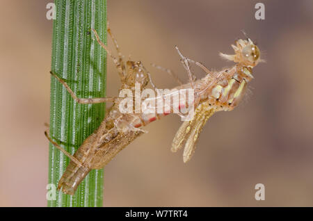 Große rote damselfly (Pyrrhosoma nymphula) Schwellenländer, Europa, Mai. Sequenz Bild 2 von 5. Stockfoto