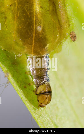 Braun China - mark Larve (Elophila nymphaeata) im Falle von zwei ovale von Blatt Material, Europa, Juni, kontrollierten Bedingungen. Stockfoto