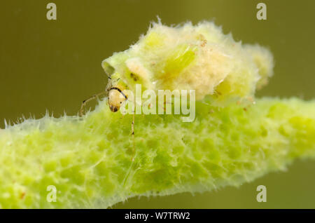 Case-Gebäude caddisfly Larve (Ceraclea) im Tierheim aus süsswasser schwamm (Spongilla lacustris) Europa, Juli, kontrollierten Bedingungen. Stockfoto