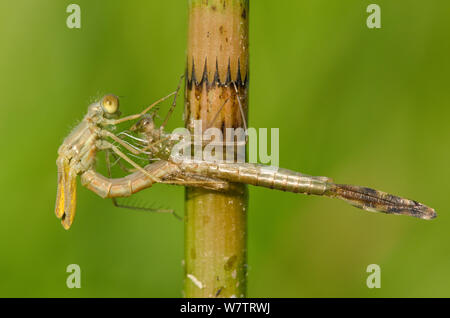 Spread - winged damselfly (Lestes sponsa) Emerging Sequenz, Europa, Juli, kontrollierten Bedingungen. Stockfoto