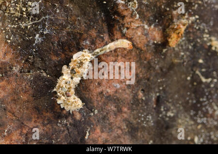 Nicht-biting midge Larva (Chironomidae) im Tierheim zum Stein, Europa, August, kontrollierten Bedingungen. Stockfoto