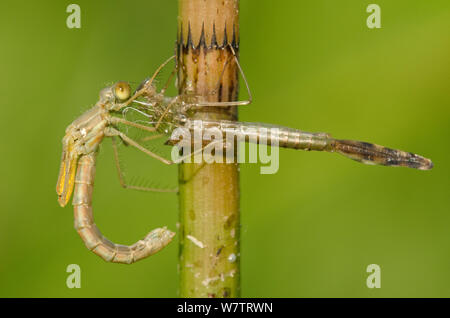 Spread - winged damselfly (Lestes sponsa) Emerging Sequenz, weiblich, Europa, Juli, kontrollierten Bedingungen. Stockfoto