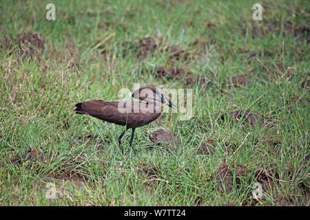 Hamerkop (Scopus umbretta) Frösche fangen, Ngorongoro Krater, Tansania. Stockfoto