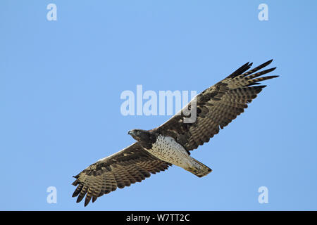 Martial Eagle (Polemaetus bellicosus) im Flug, Serengeti, Tansania. Stockfoto