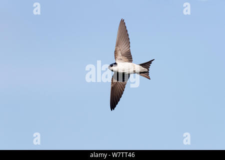 Haus Martin (Delichon urbica) im Flug, Wirral, Merseyside, UK, August. Stockfoto