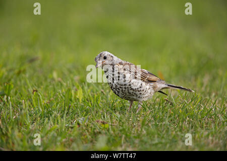 (Turdus viscivorus Mistle Thrush) unreife Vogel Futter im Feld, Cheshire, UK, Juni. Stockfoto